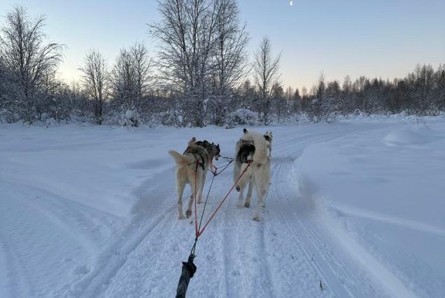 Trineo huskies
