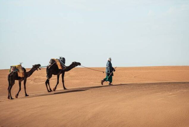 Marruecos camellos