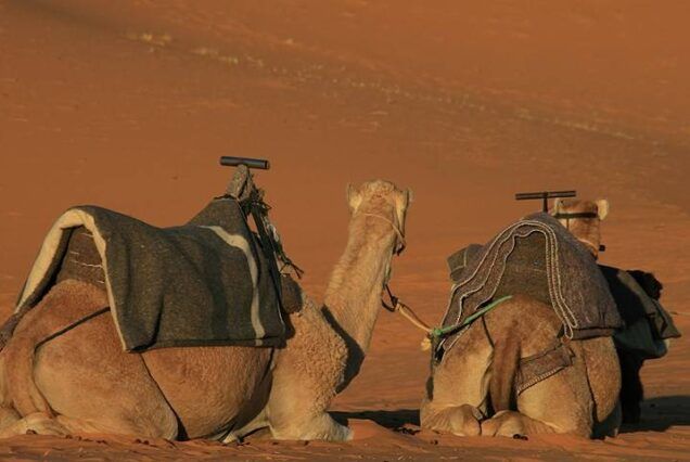 Marruecos camellos en desierto